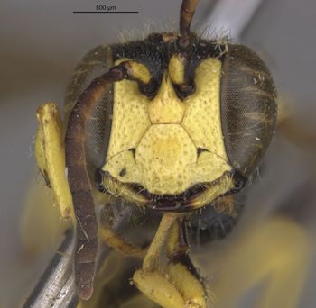 Media type: image;   Entomology 13794 Aspect: head frontal view